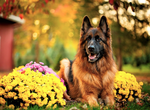 Android application German Shepherd Wallpaper HD screenshort