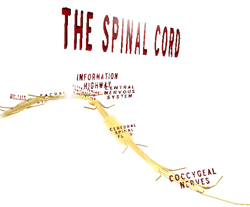 Android application The Spinal Cord VR screenshort