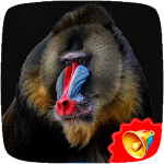 Cover Image of Baixar Baboon Sounds  APK