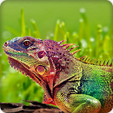 Chameleon Wallpapers HD icon