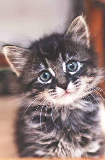 Android application Kitten Sounds screenshort