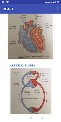 cardiovascular system