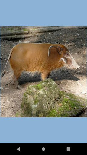 Android application Pig wallpaper screenshort