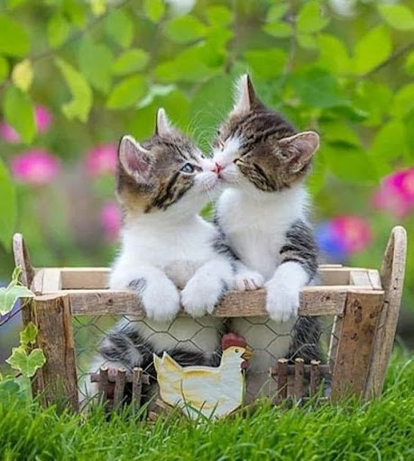 Kittens and flowers Screen 2