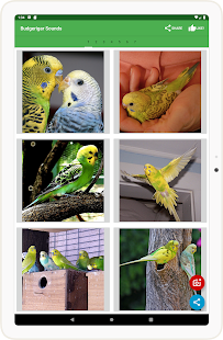 Budgerigar Camera for Parakeet スクリーンショット