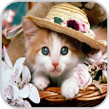 Cat Picture HD Images icon
