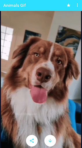 Animals GIFs Screen 2