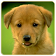 Dogs Memory Game icon
