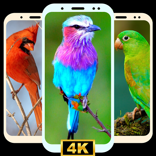 cute bird wallpaper phone