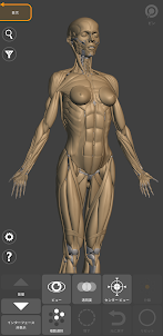 アーティストのための3D解剖学的構造