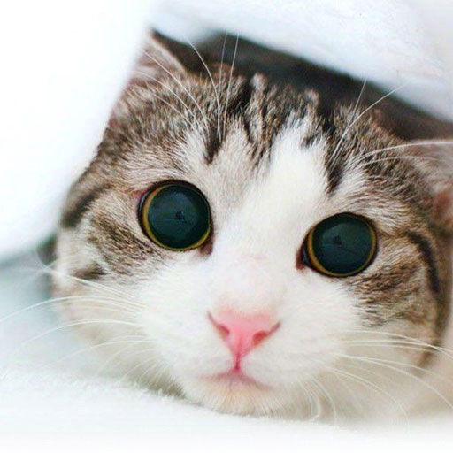 Cute Kitten Live Wallpapers HD Download on Windows