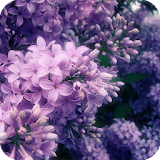 Lilac Live Wallpaper icon