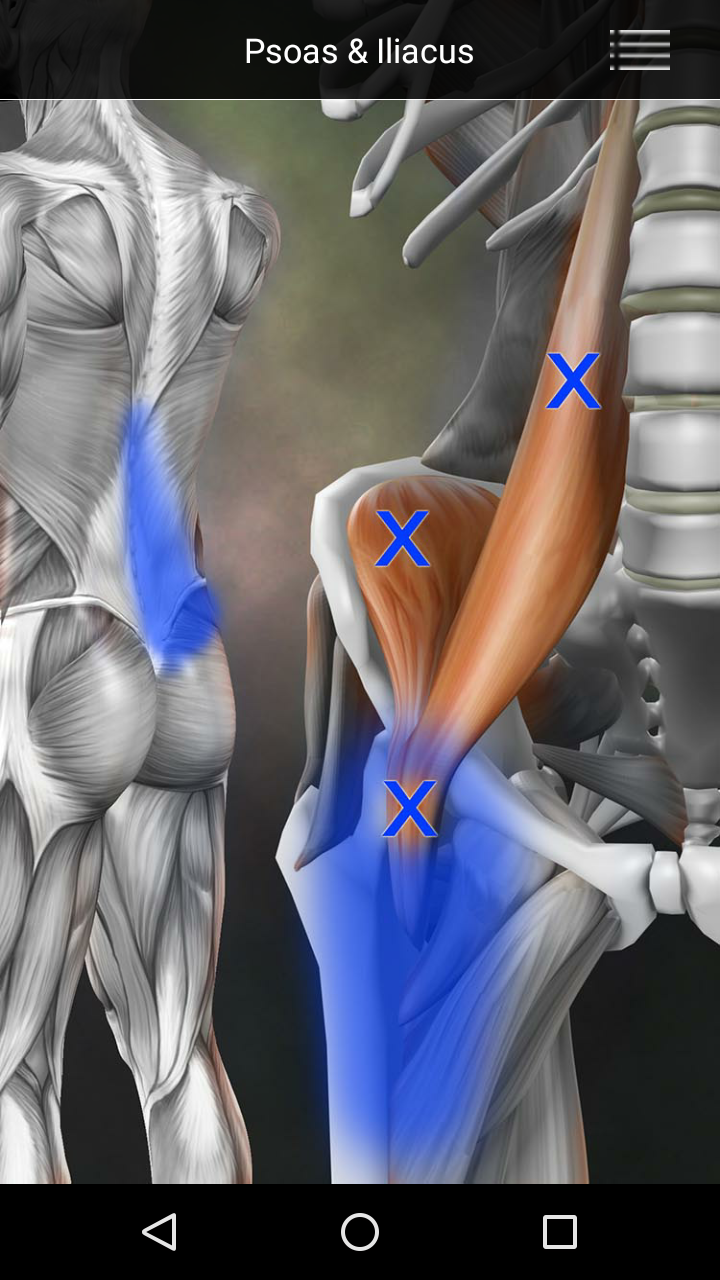 Android application Muscle Trigger Point Anatomy screenshort