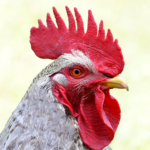 Funny chicken sounds ringtones Apps on Google Play