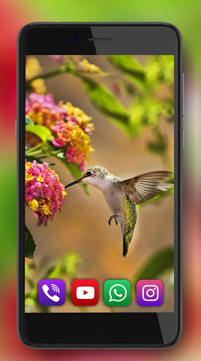 Humming Bird HD Live Wallpaper