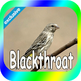 Canaries Blackthroat icon