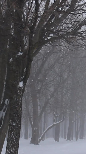 Android application snowstorm wallpaper screenshort