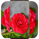 Cover Image of Download Red Flower Wallpaper  APK