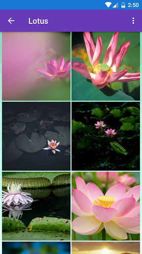 Cherry BlossomGerberaLotusP