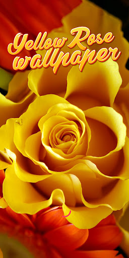 Android application yellow rose wallpaper screenshort