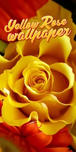 วอลล์เปเปอร์ดอกกุหลาบสีเหลือง