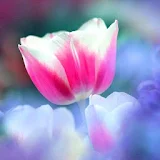 Flowers Beauty Wallpapers 2 HD icon