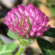 New England Wildflowers