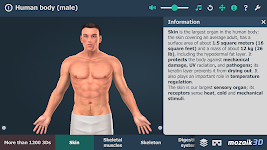 screenshot of Human body (male) 3D scene
