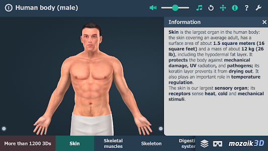 Human body (male) 3D scene Unknown