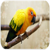 Parrot sounds icon