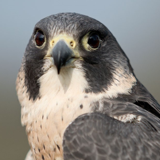 Peregrine Falcon Sounds logo