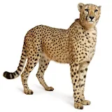 cheetah HD Wallpaper icon