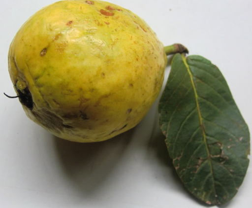 Android application KALRO Guava Production screenshort