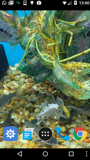 catfish wallpaper Screen 2