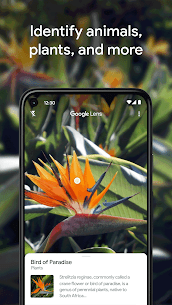 Google Lens APK v1.16.231127009 Download For Android 4