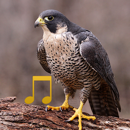 Hình ảnh biểu tượng của Bird and Animal sounds