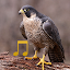 Bird and Animal sounds