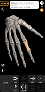 Esqueleto | Anatomía 3D