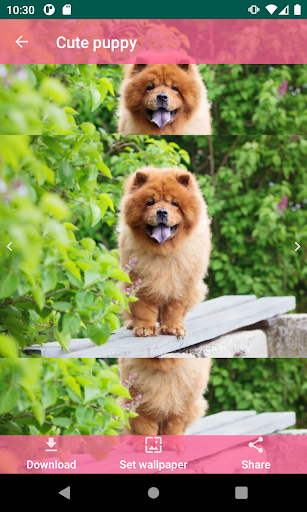 Cute Puppy Screen 3