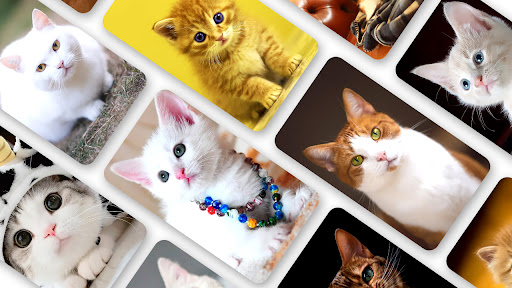 Android application Cat Wallpaper 2024 screenshort