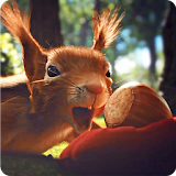 Love Squirrels and Acorn LWP icon