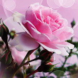 Pink rose romantic theme icon