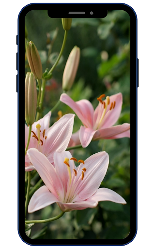 Lily Wallpapers Screen 3