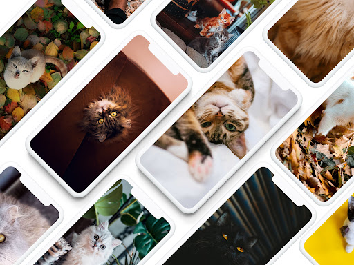 Android application Cat Wallpapers HD screenshort