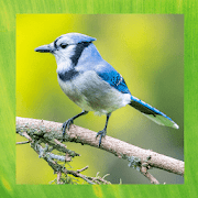 Blue Jay Bird pictures