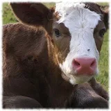 Baby Cows Wallpaper Pics icon