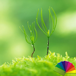 Cover Image of Descargar Blurry Plant Theme For Xperia  APK