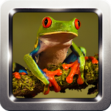 Frog Sound Collection icon