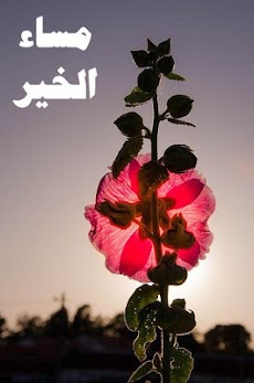 صور مساء الخيرのおすすめ画像4