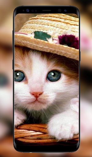 Kitten Wallpapers - 4k and Full